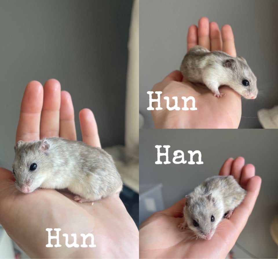 Hamster Kinesisk dværghamster  0