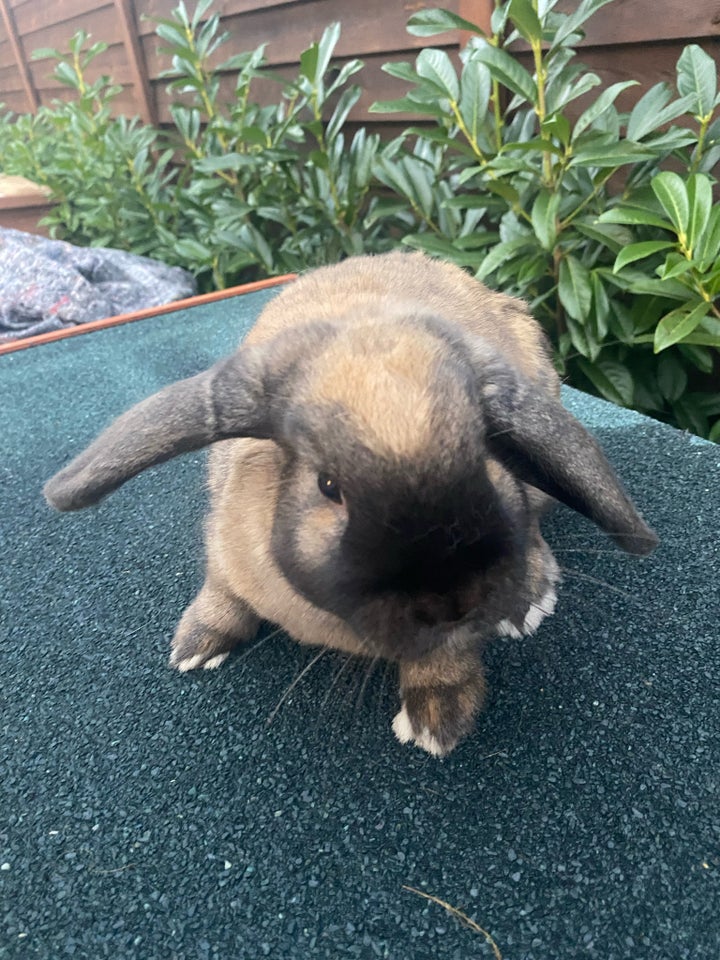 Kanin, Vædder blanding, 0 år