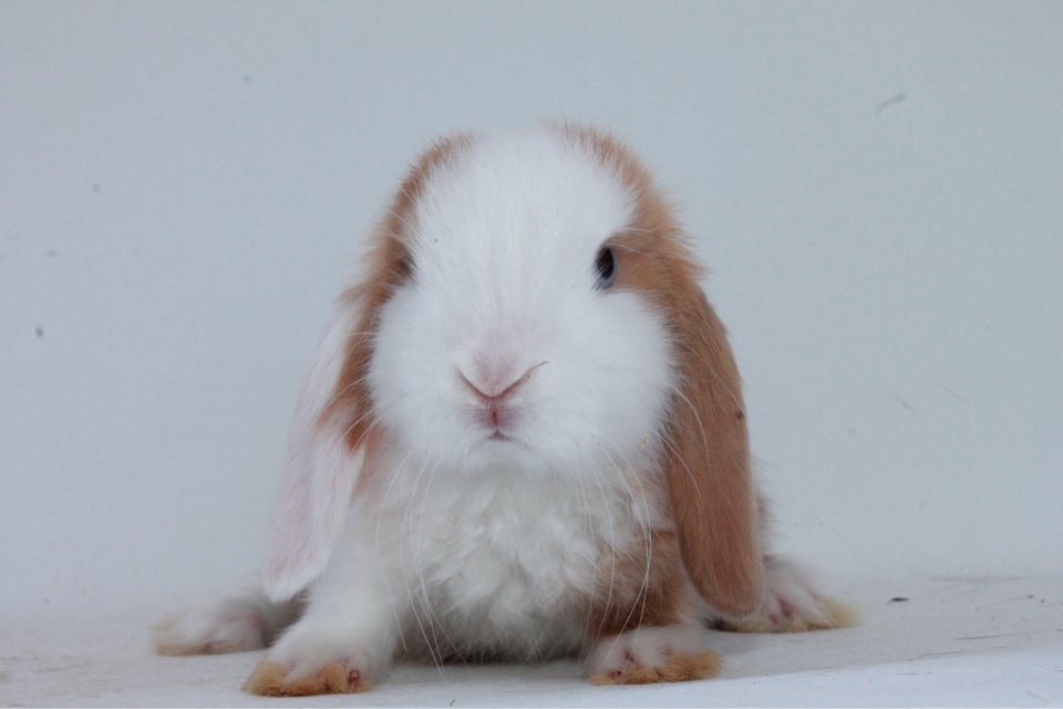 Kanin Dværgvædder/Mini lop 0 år