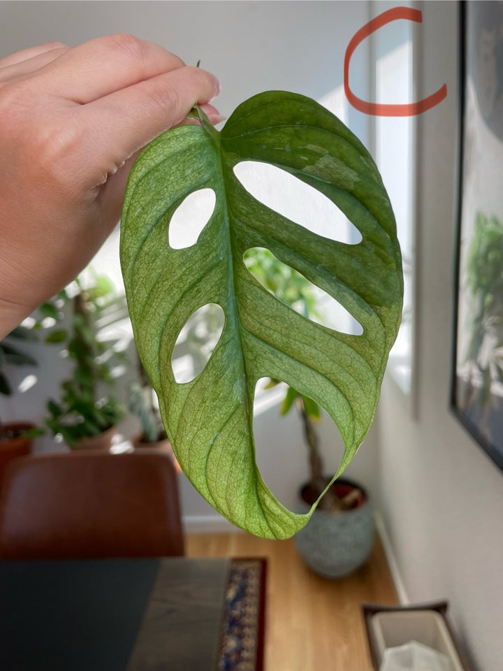 Monstera Adansonii variegata