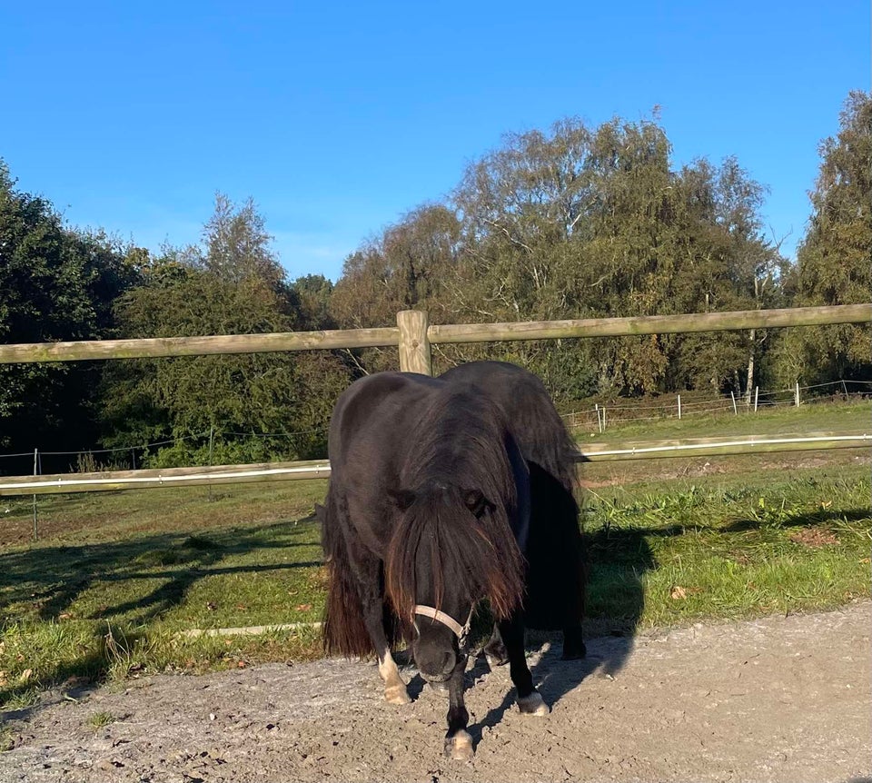 Shetlænder, hoppe, 3 år