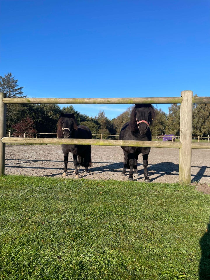 Shetlænder, hoppe, 3 år