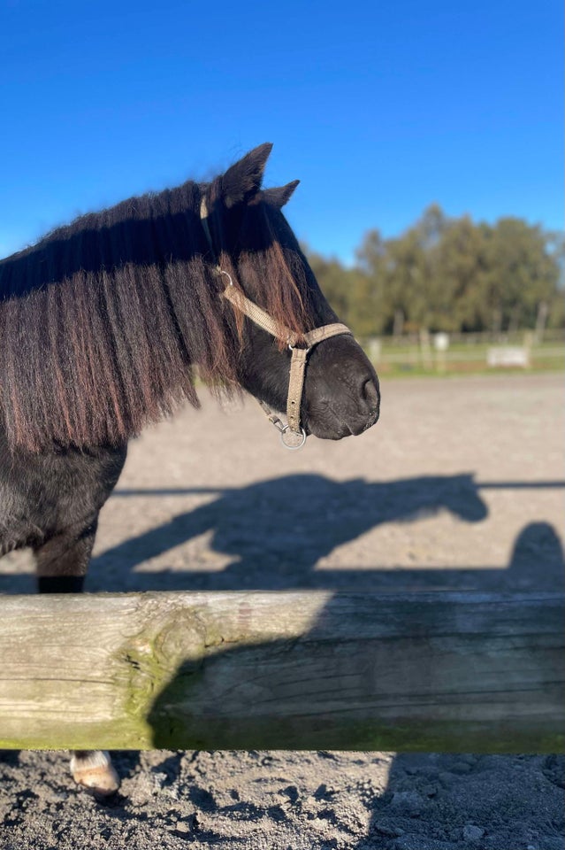 Shetlænder, hoppe, 3 år