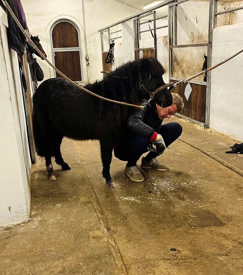 Shetlænder, hoppe, 3 år