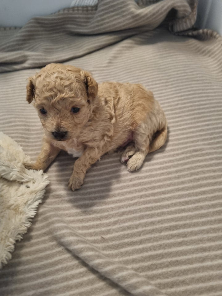 Mini Maltipoo