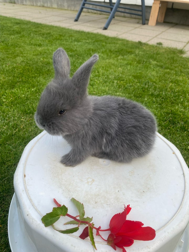 Kanin, Fransk vædder, 0 år