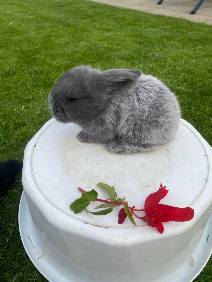 Kanin, Fransk vædder, 0 år