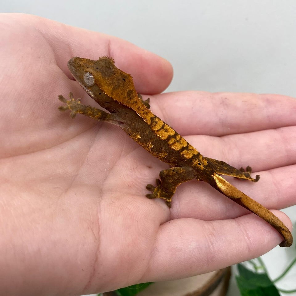 Gekko, Kronegekko