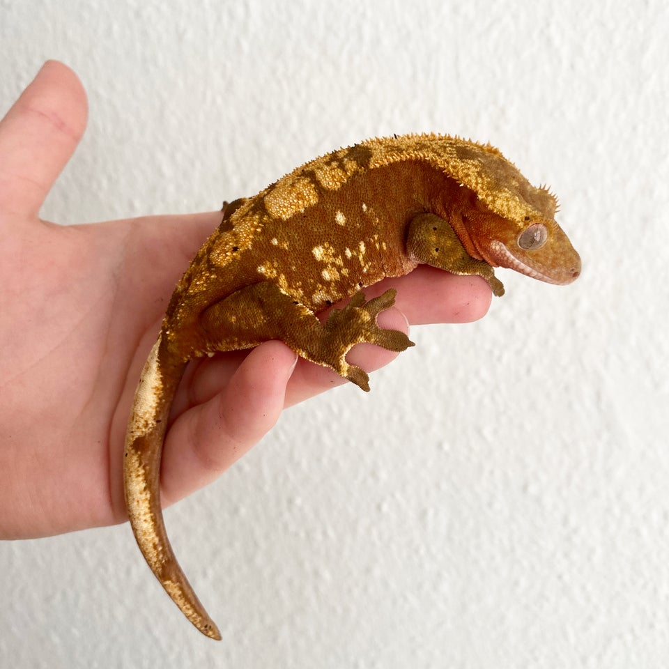 Gekko, Kronegekko