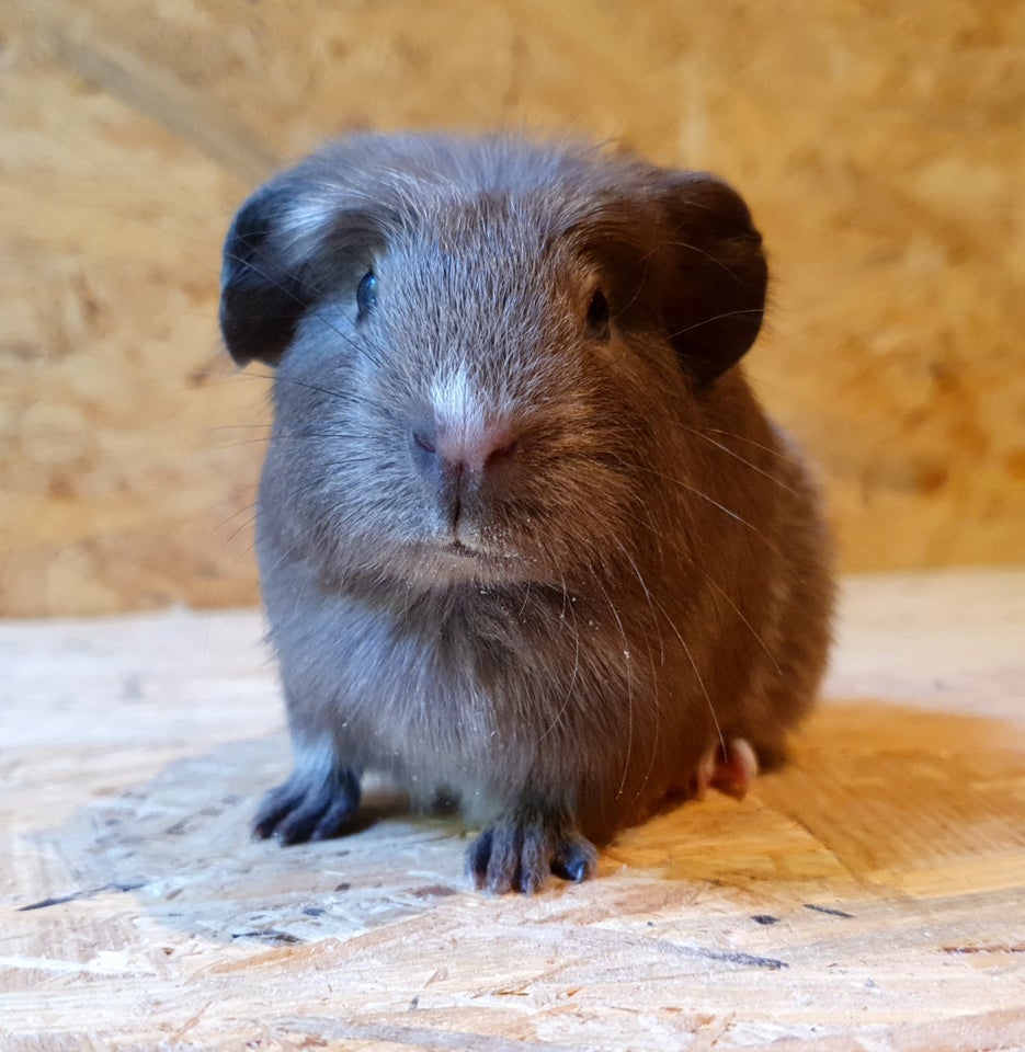 Marsvin, Crested kæledyr, 0 år