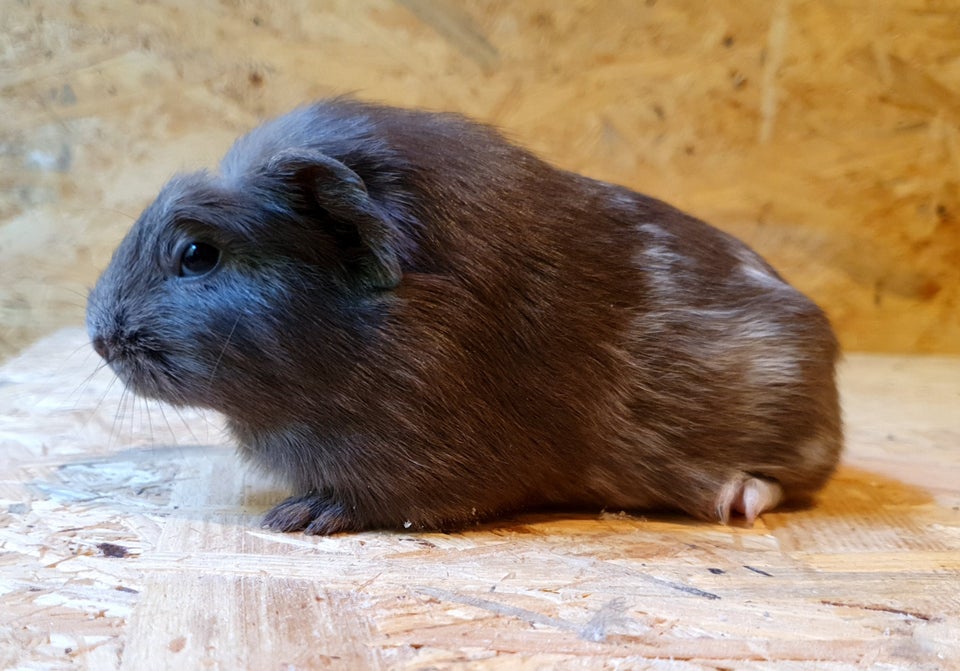 Marsvin, Crested kæledyr, 0 år