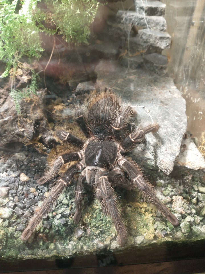 Edderkop, Lasiodora parahybana