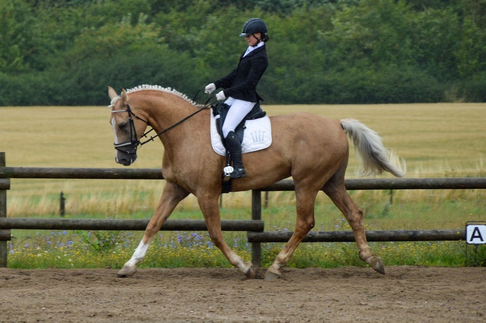 Palomino, vallak, 16 år