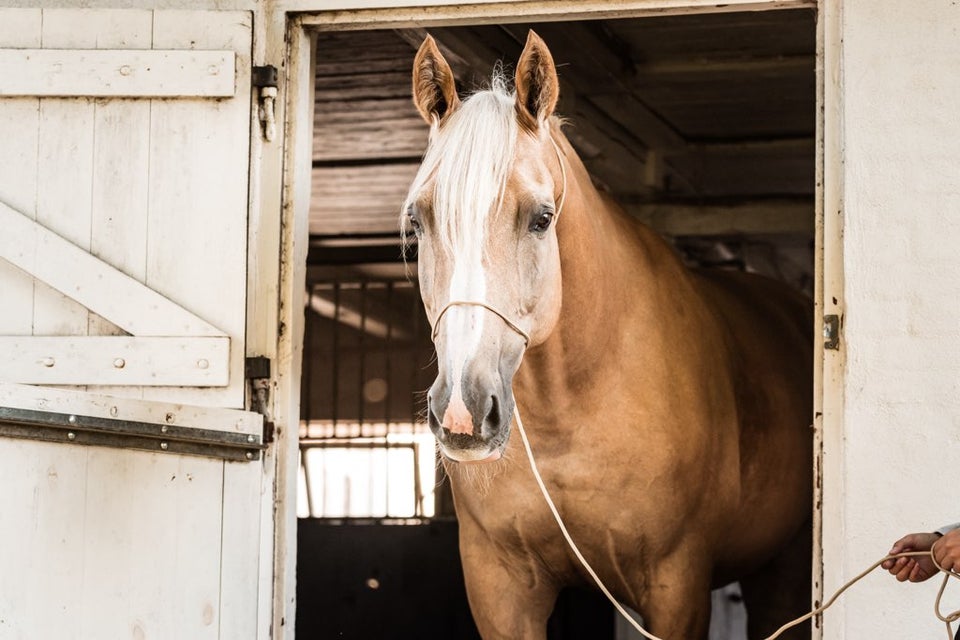 Palomino, vallak, 16 år