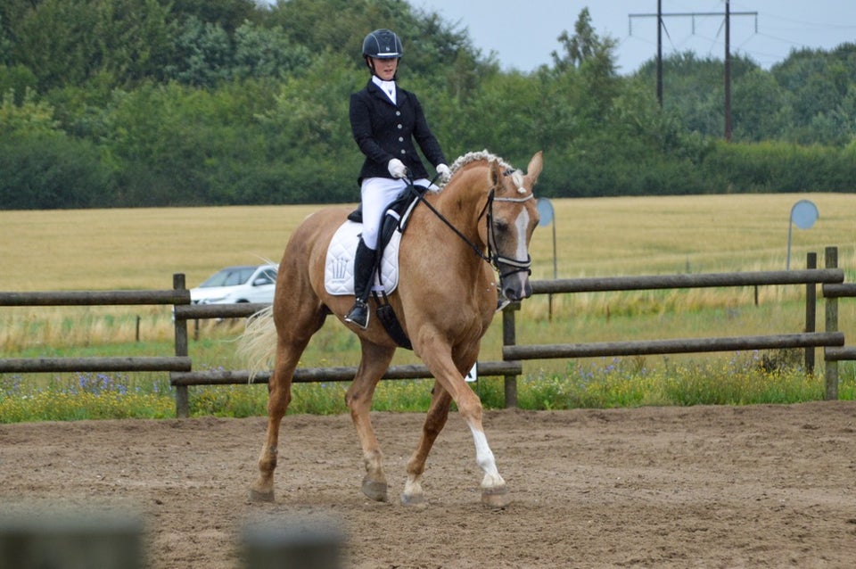 Palomino, vallak, 16 år