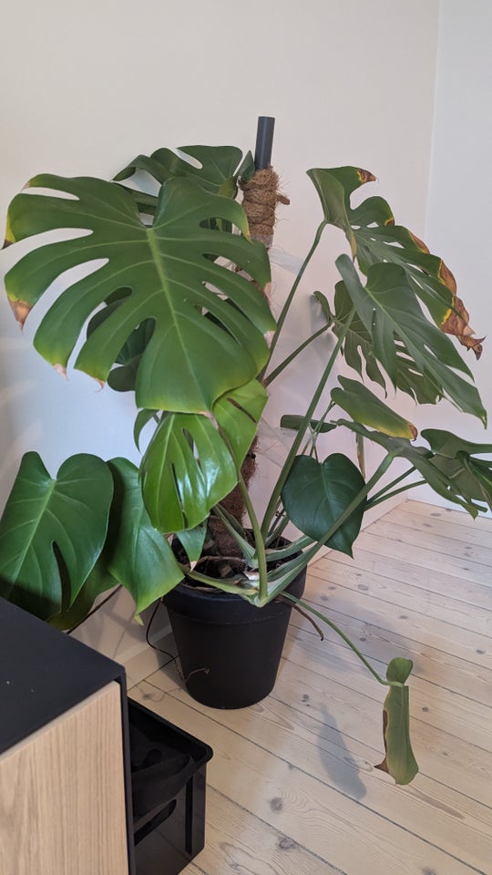 Monstera