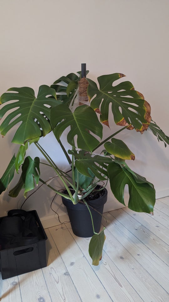 Monstera