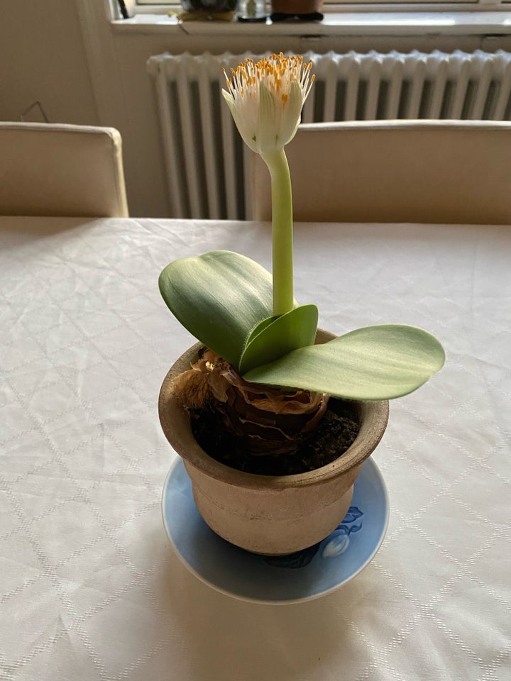 Stueplante, Haemanthus Albiflos