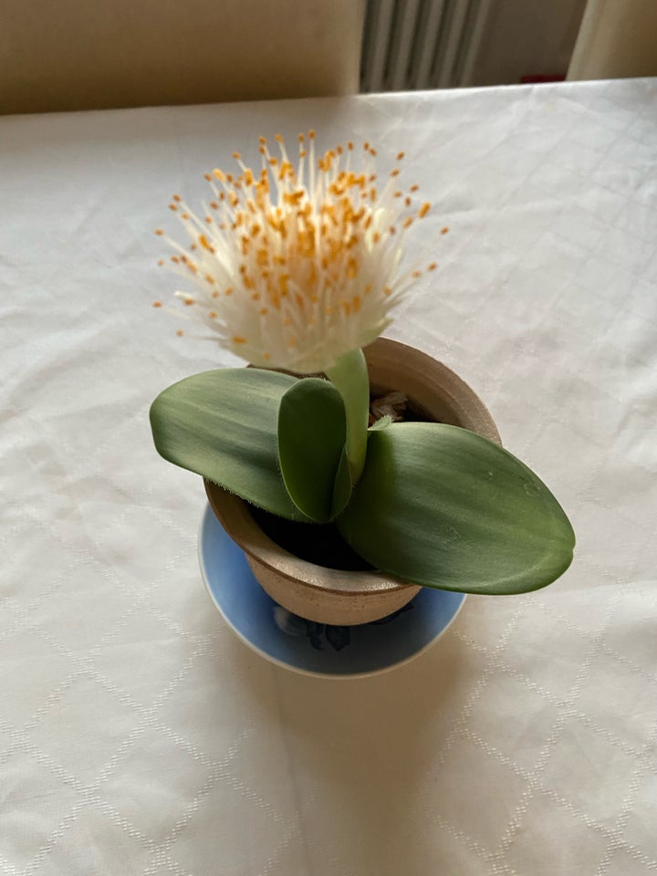 Stueplante, Haemanthus Albiflos