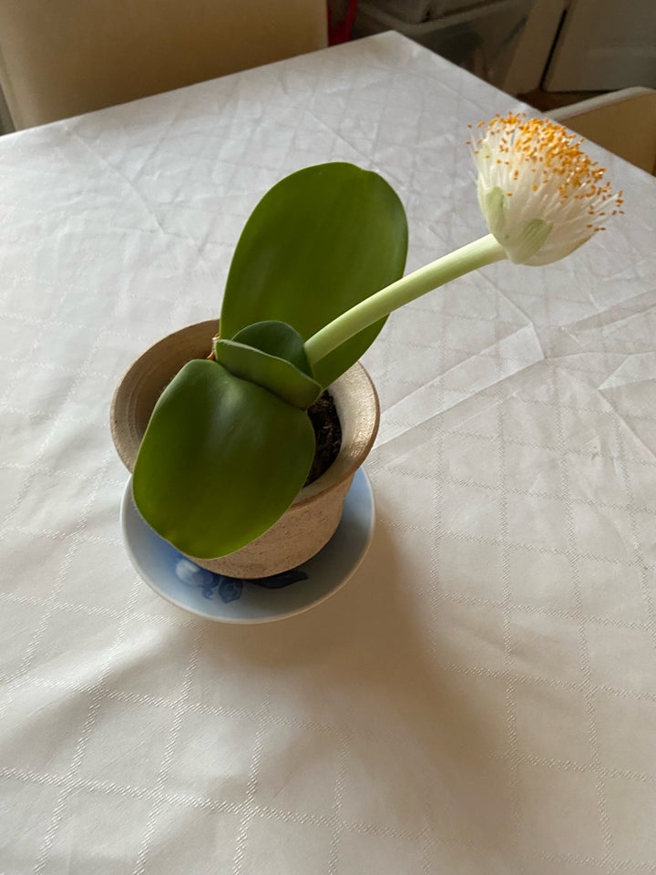 Stueplante, Haemanthus Albiflos