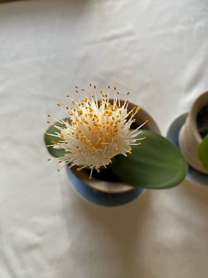 Stueplante, Haemanthus Albiflos