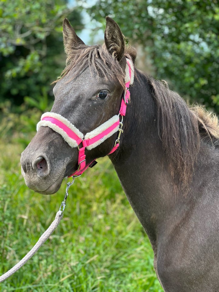 Knabstrupper hoppe 1 år