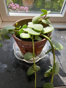 Potteplante Peperomia