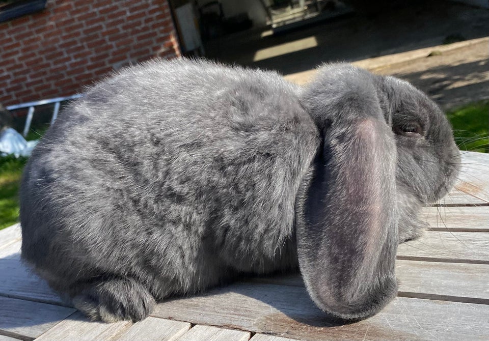 Kanin, FRANSK VÆDDER HAN BLÅ, 0 år