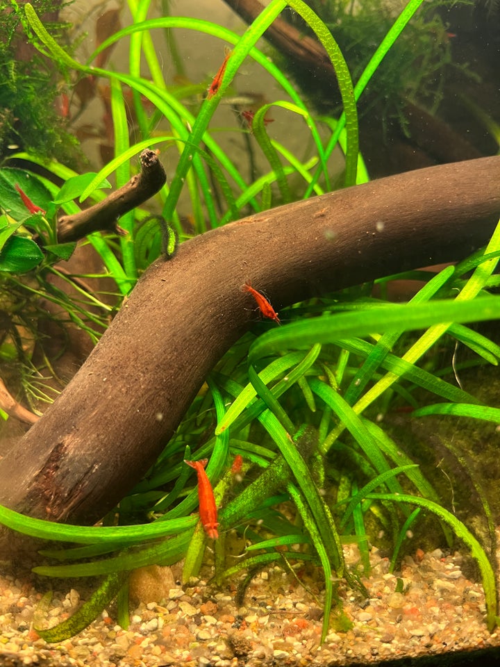 Neocaridina Painted Red, 10 stk.