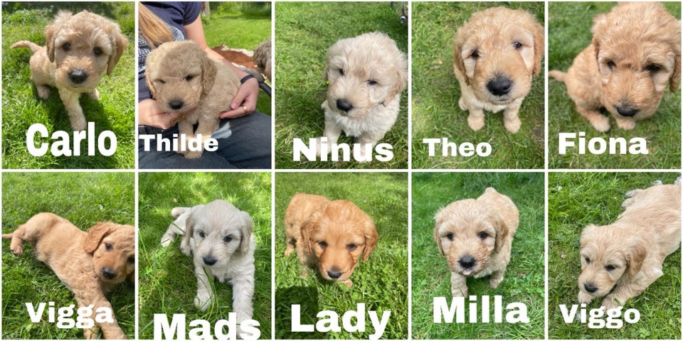 Goldendoodle hvalpe klar ti