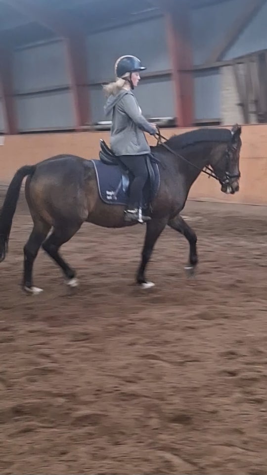 Dansk Sports Pony, vallak, 11 år