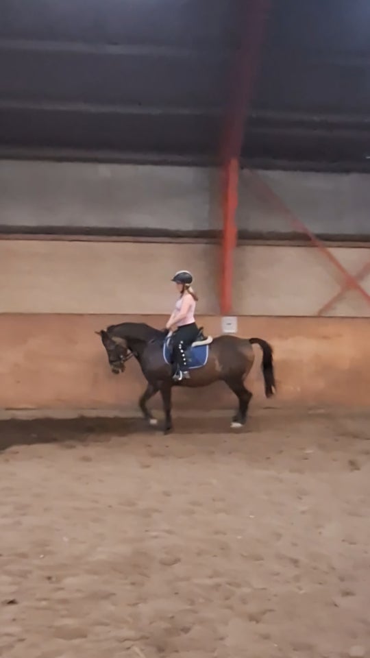 Dansk Sports Pony, vallak, 11 år