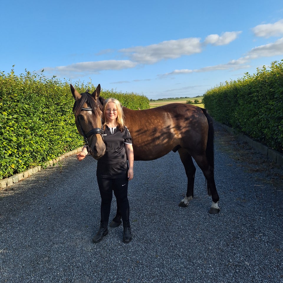 Dansk Sports Pony, vallak, 11 år