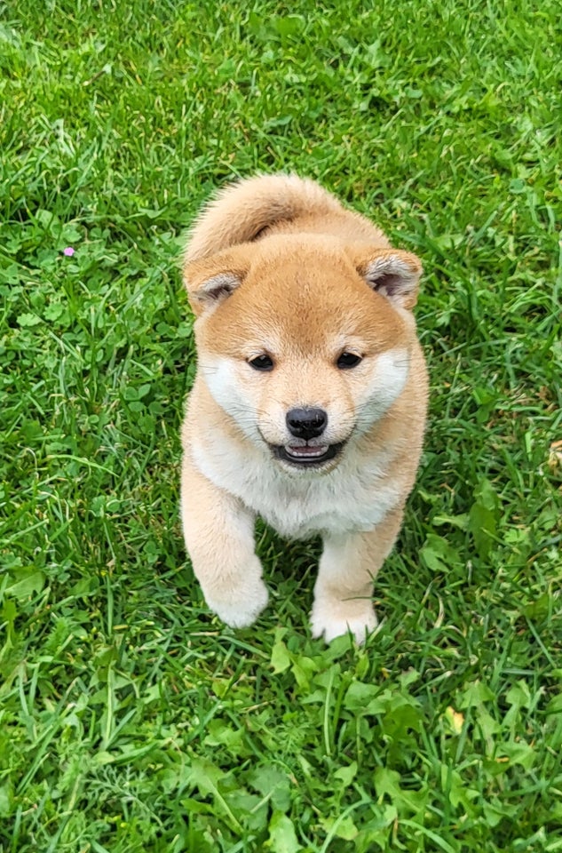 Shiba hvalpe 8 uger