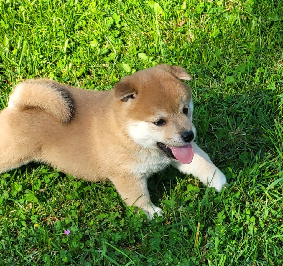 Shiba hvalpe 8 uger