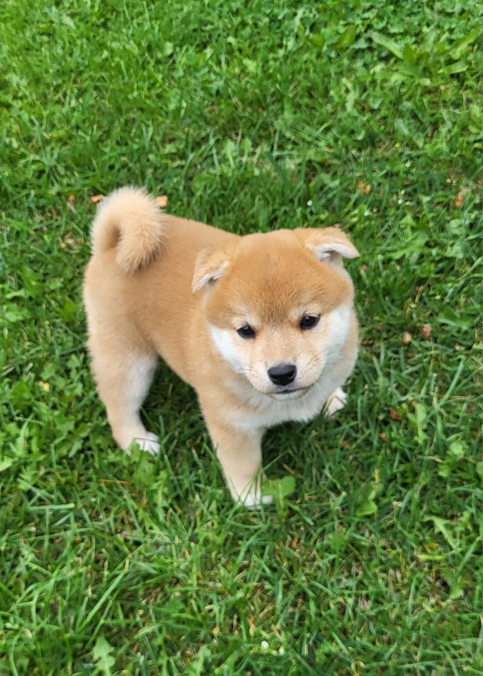 Shiba hvalpe 8 uger