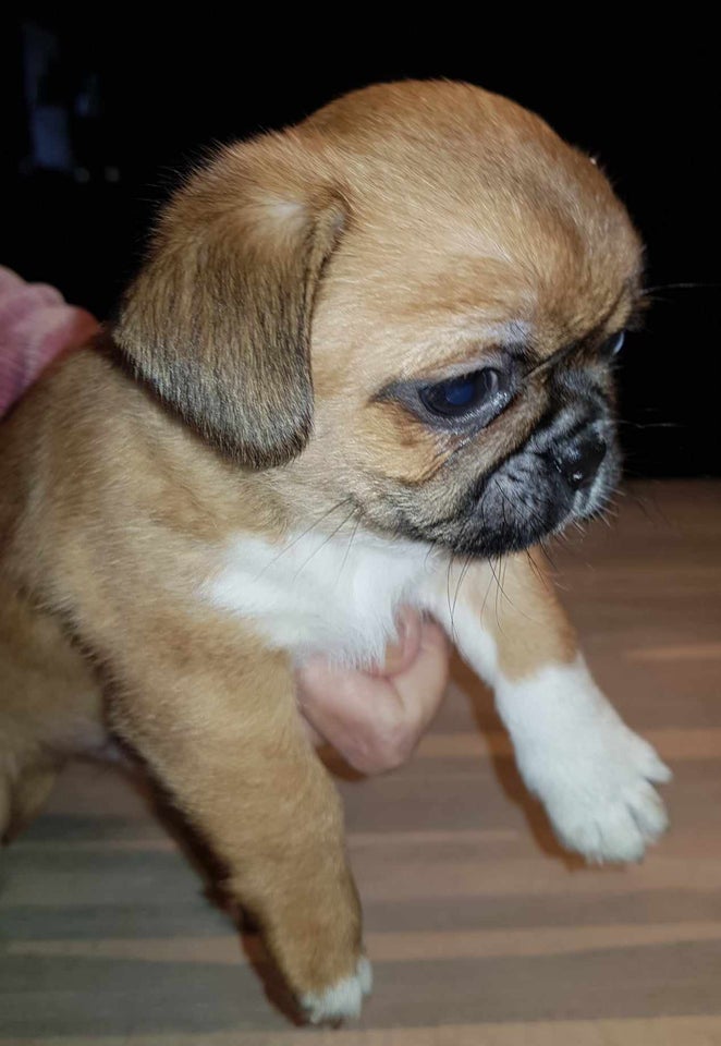 Mops og tibetansk spaniel, hvalpe,