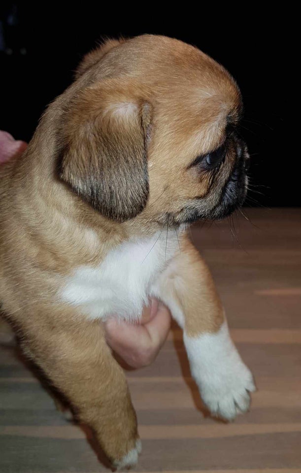 Mops og tibetansk spaniel, hvalpe,