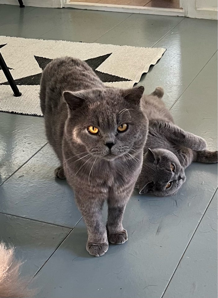 British Shorthair, hankat, 2 år