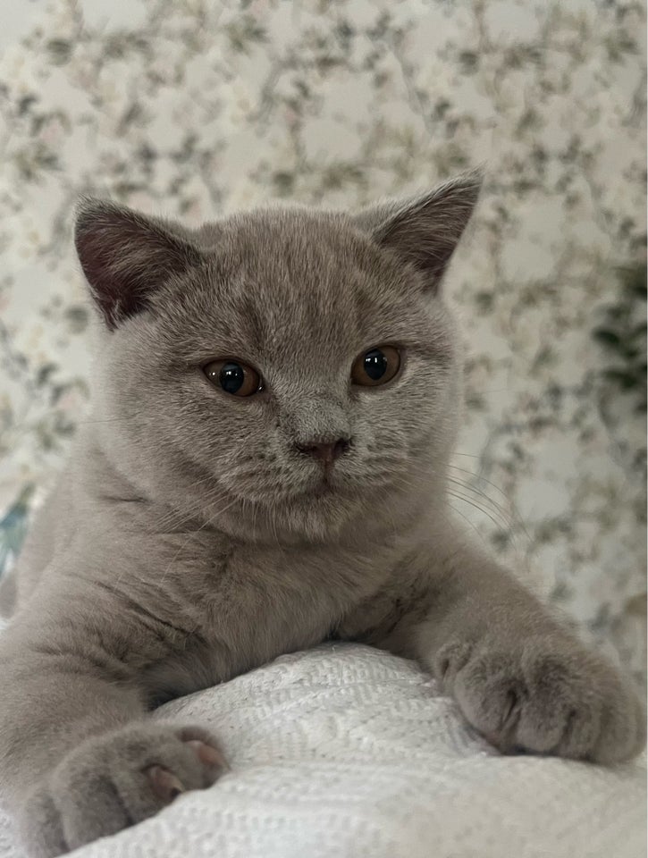 British Shorthair, hankat, 2 år