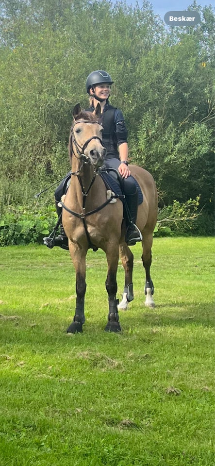 Tysk Pony vallak 20 år