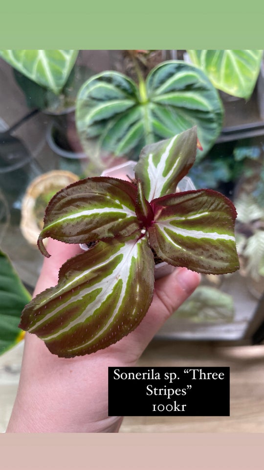 terrarieplanter Begonia