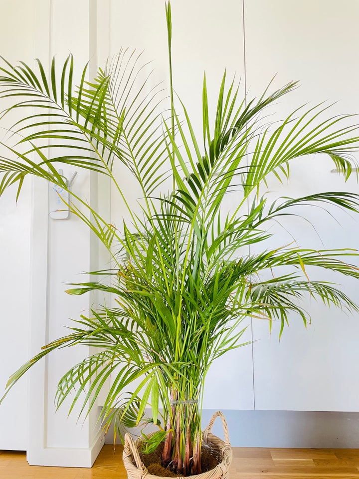 Areca Palme