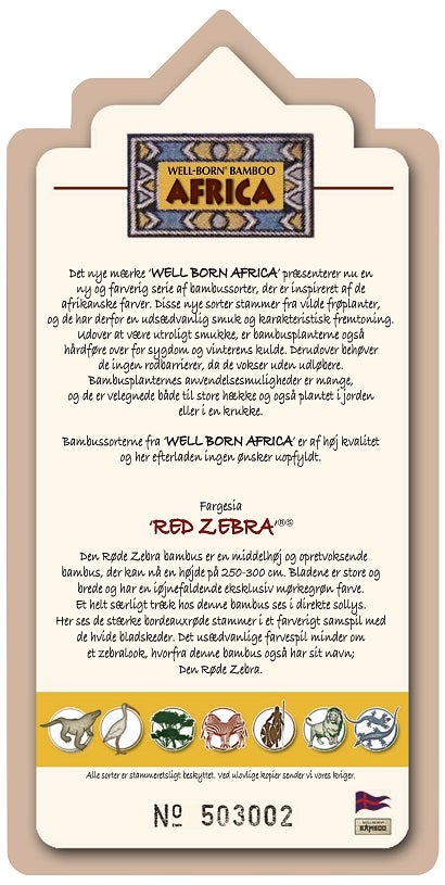 Bambus Red Zebra