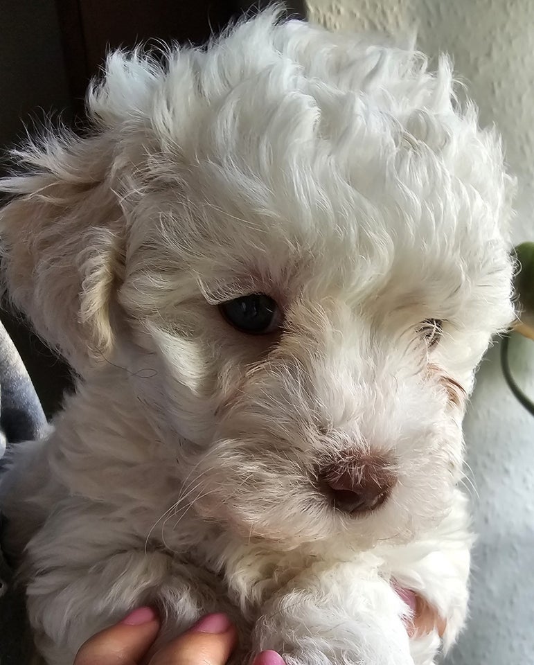 Bichon Havanais hvalpe 4 mdr