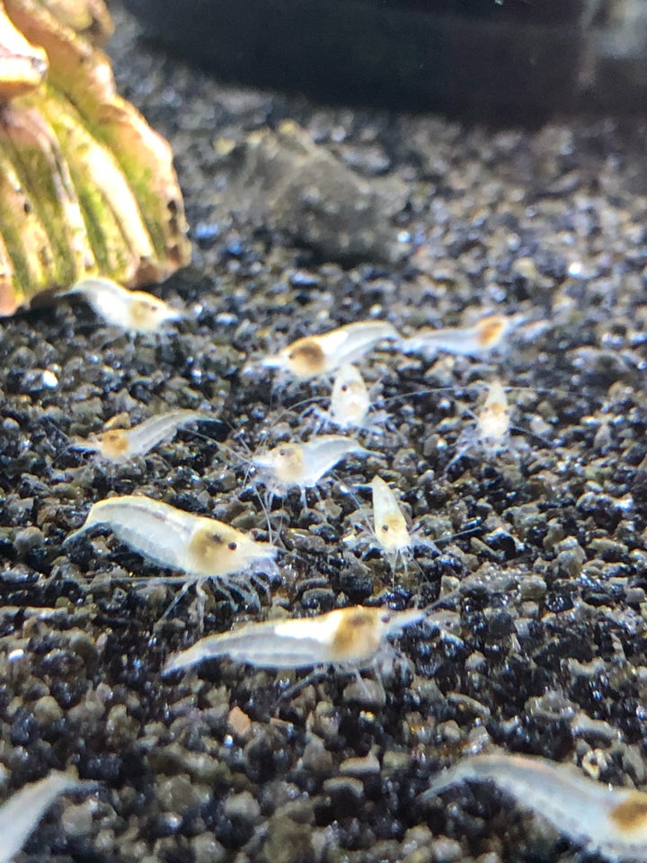 Neocaridina White Pearl , 300 stk.