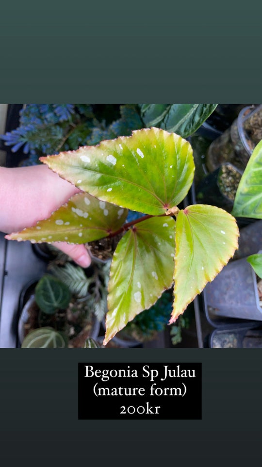 terrarieplanter Begonia