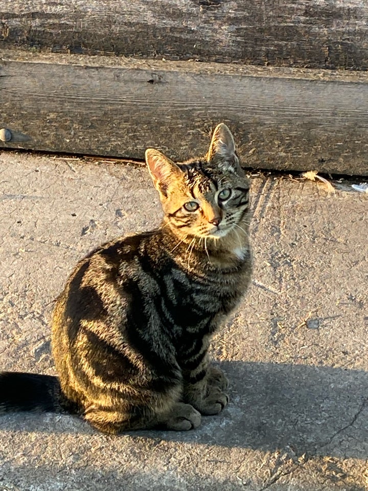 Flere killinger, Gårdkatte, 5 mdr.