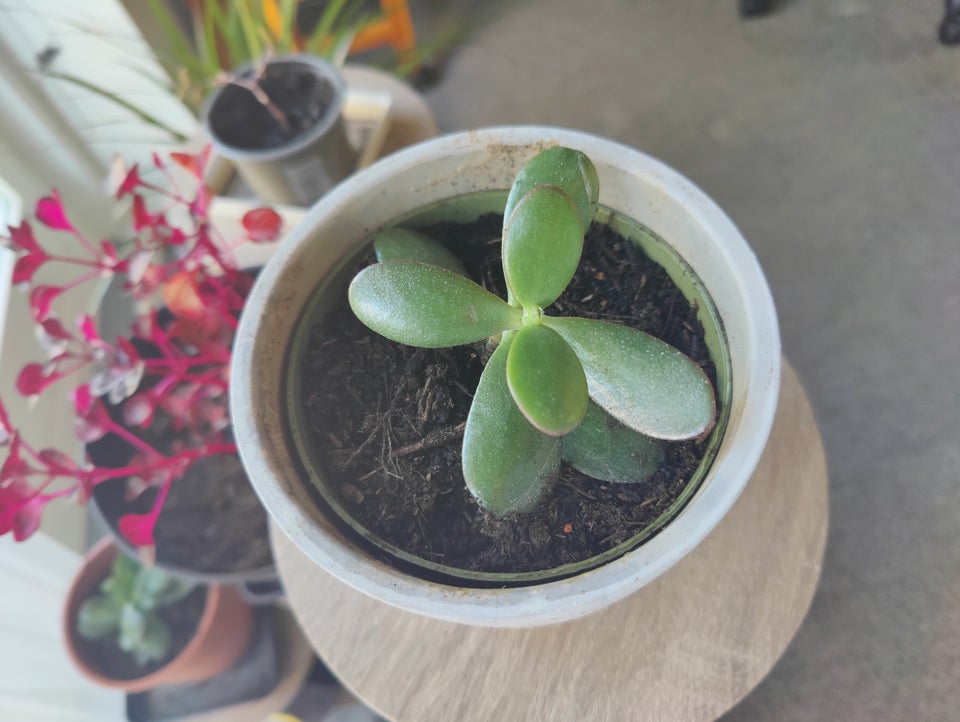 Paradistræ (jade plant)