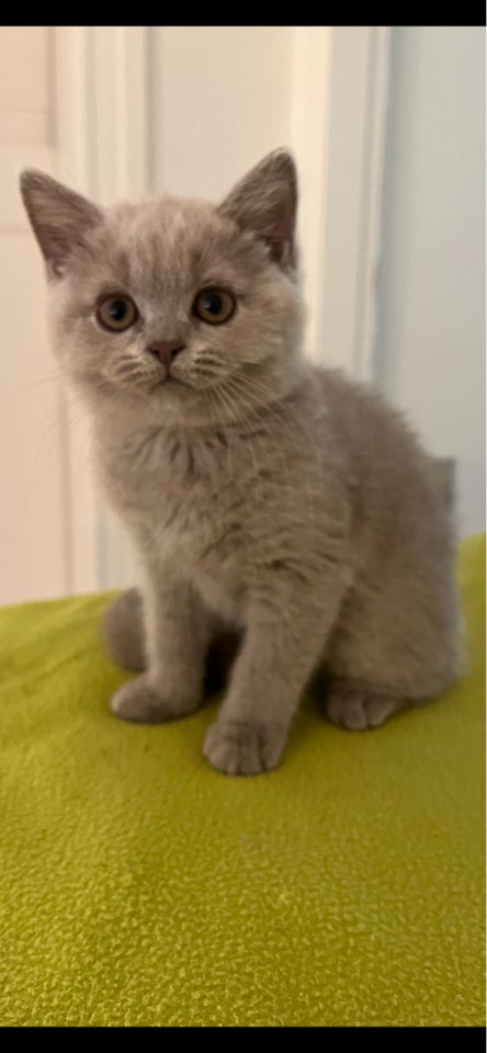 British Shorthair hankilling 12